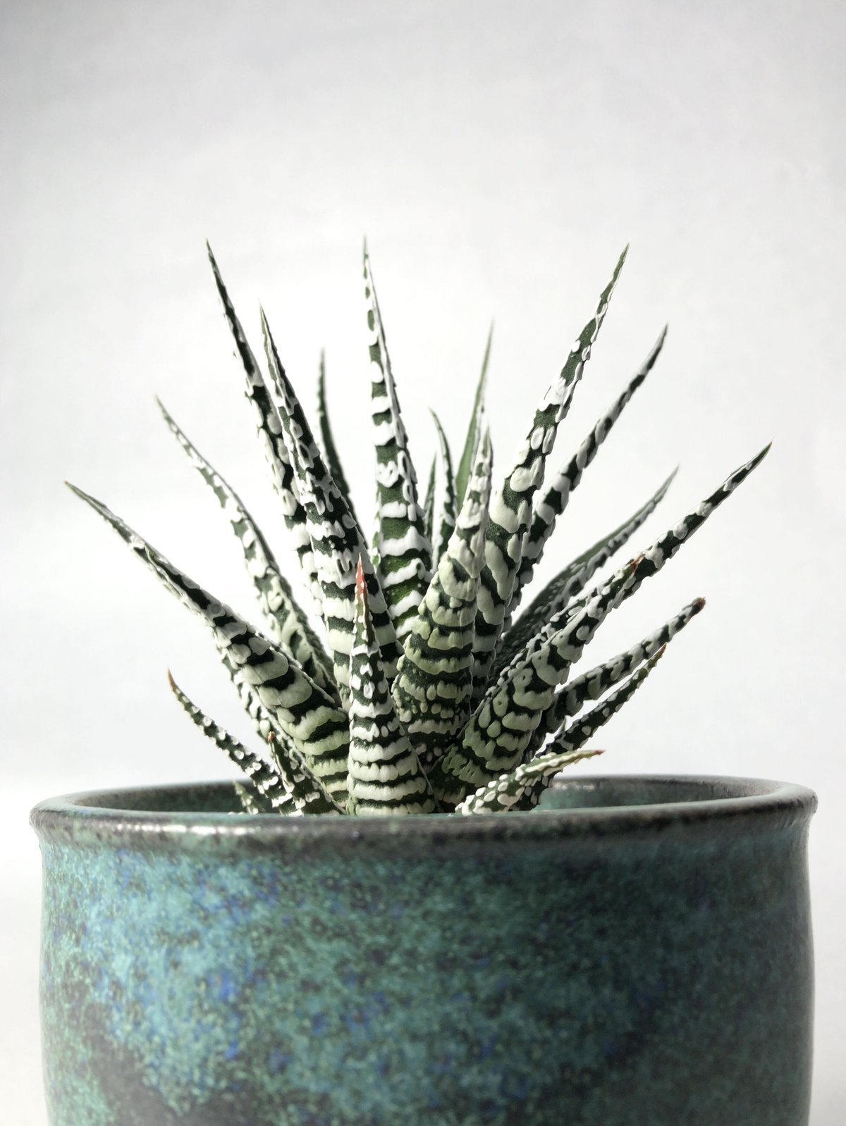 青銅器 青銅S | t.roots