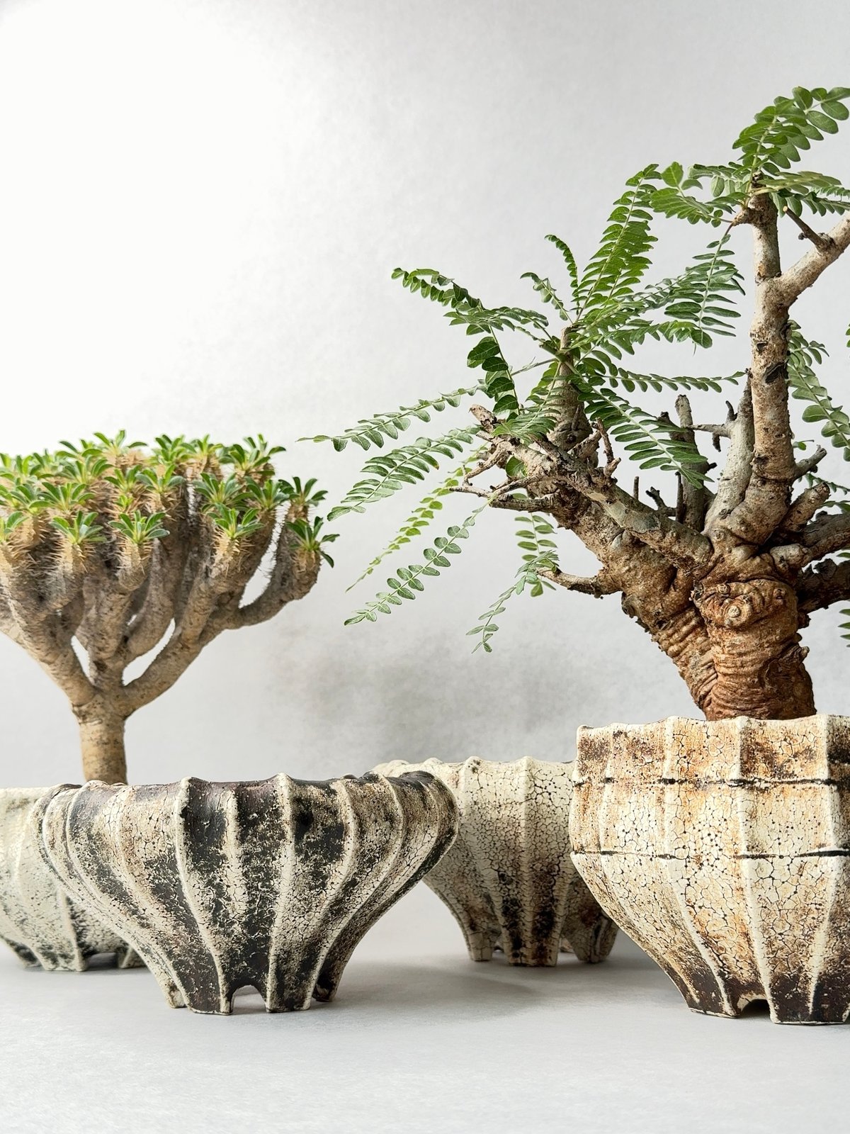 石塚花弓・粉引鉢 | t.roots