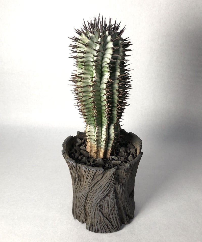 TRIGGER & KIKKO 吉光窯 限定 植木鉢 TAIJU