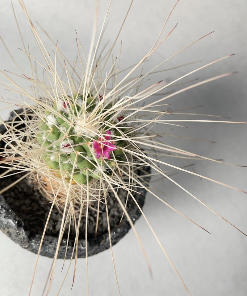 中川智治18 | t.roots