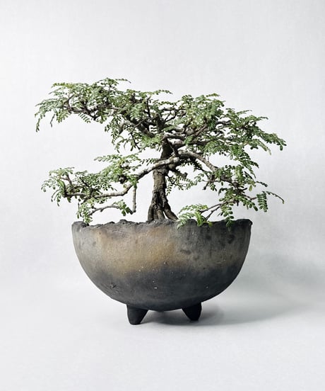 宮島將實 鉢作品 １３