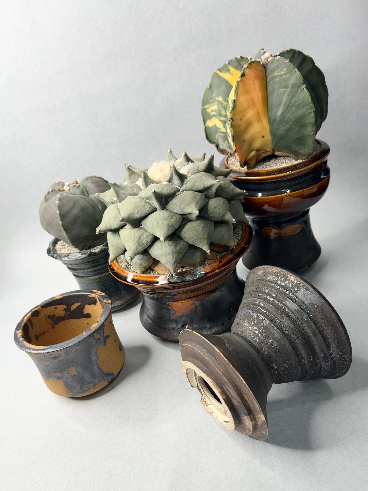 姫野翔太 鉢作品 】2/5(木)21:00〜 | t.roots