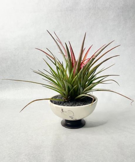 若生沙耶香・植木鉢