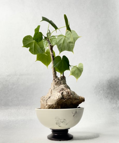 若生沙耶香・植木鉢