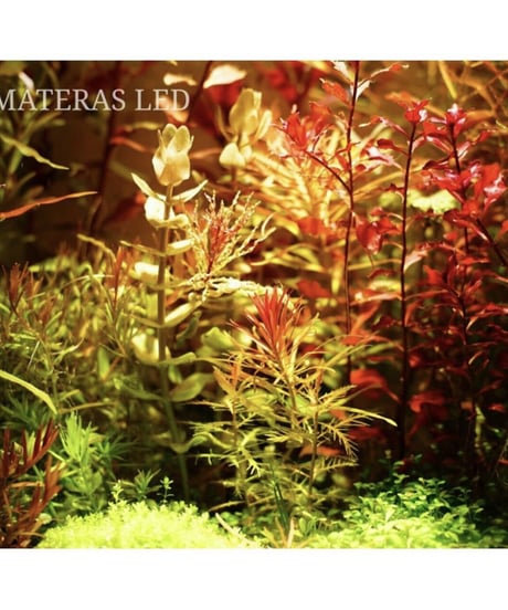 AMATERAS LED 20W