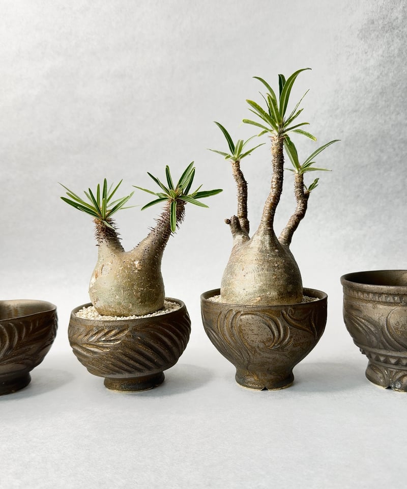 新里竜子・RYUSEN | t.roots