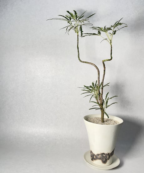 石塚花弓