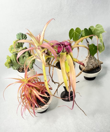 若生沙耶香・植木鉢