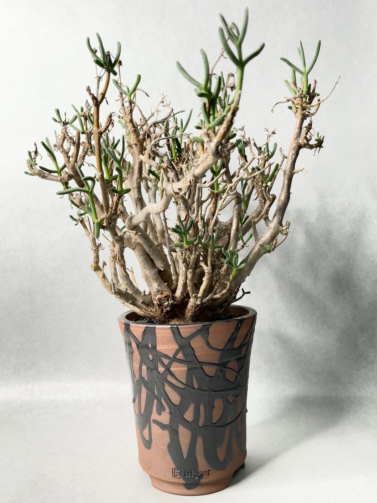 trigger 植木鉢 D-BLACK 2・ML | t.roots