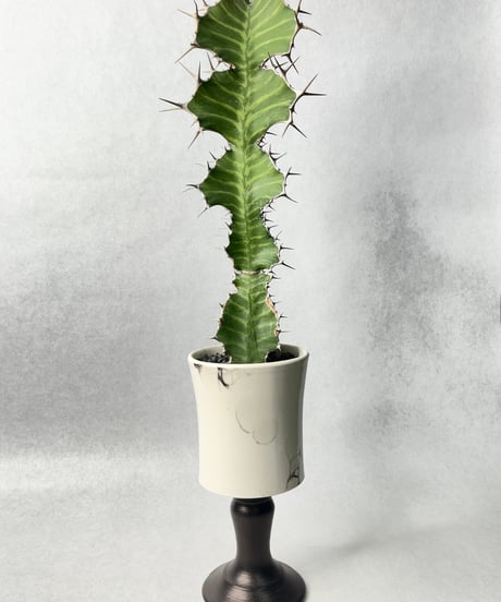 若生沙耶香・植木鉢