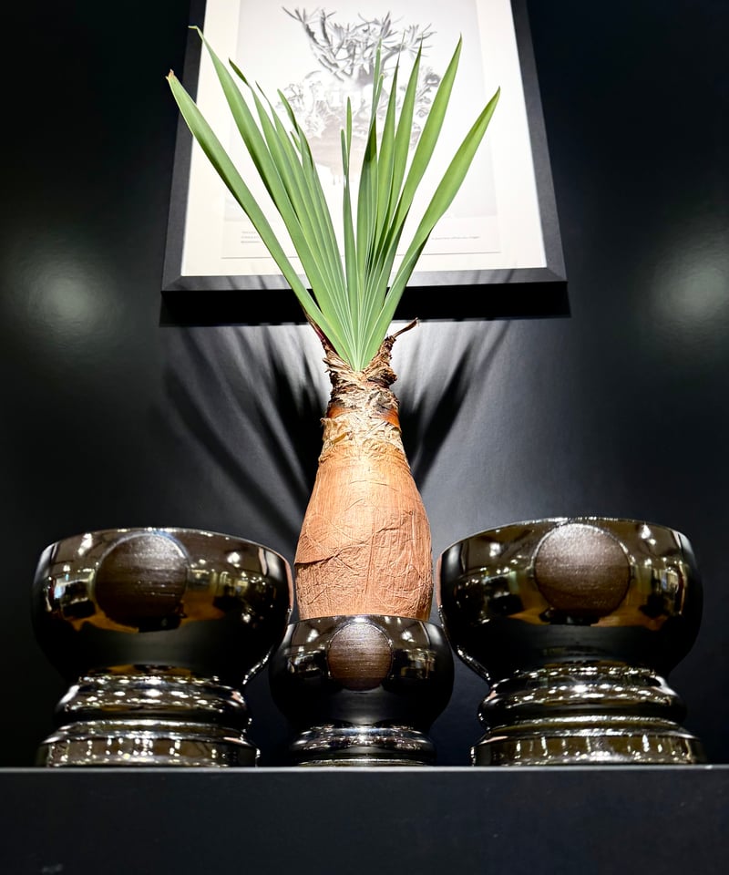 荻・GILA | t.roots