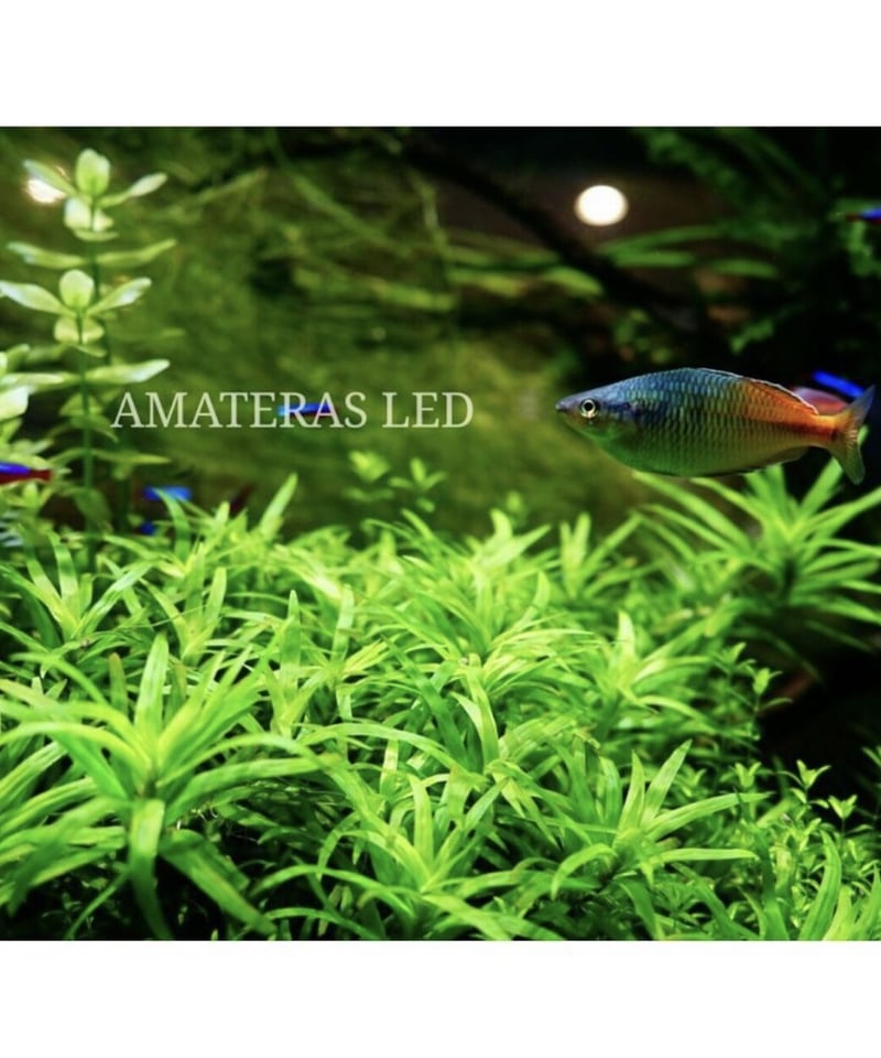 AMATERAS LED 20W | t.roots AMATERAS LED 20W | t.roots