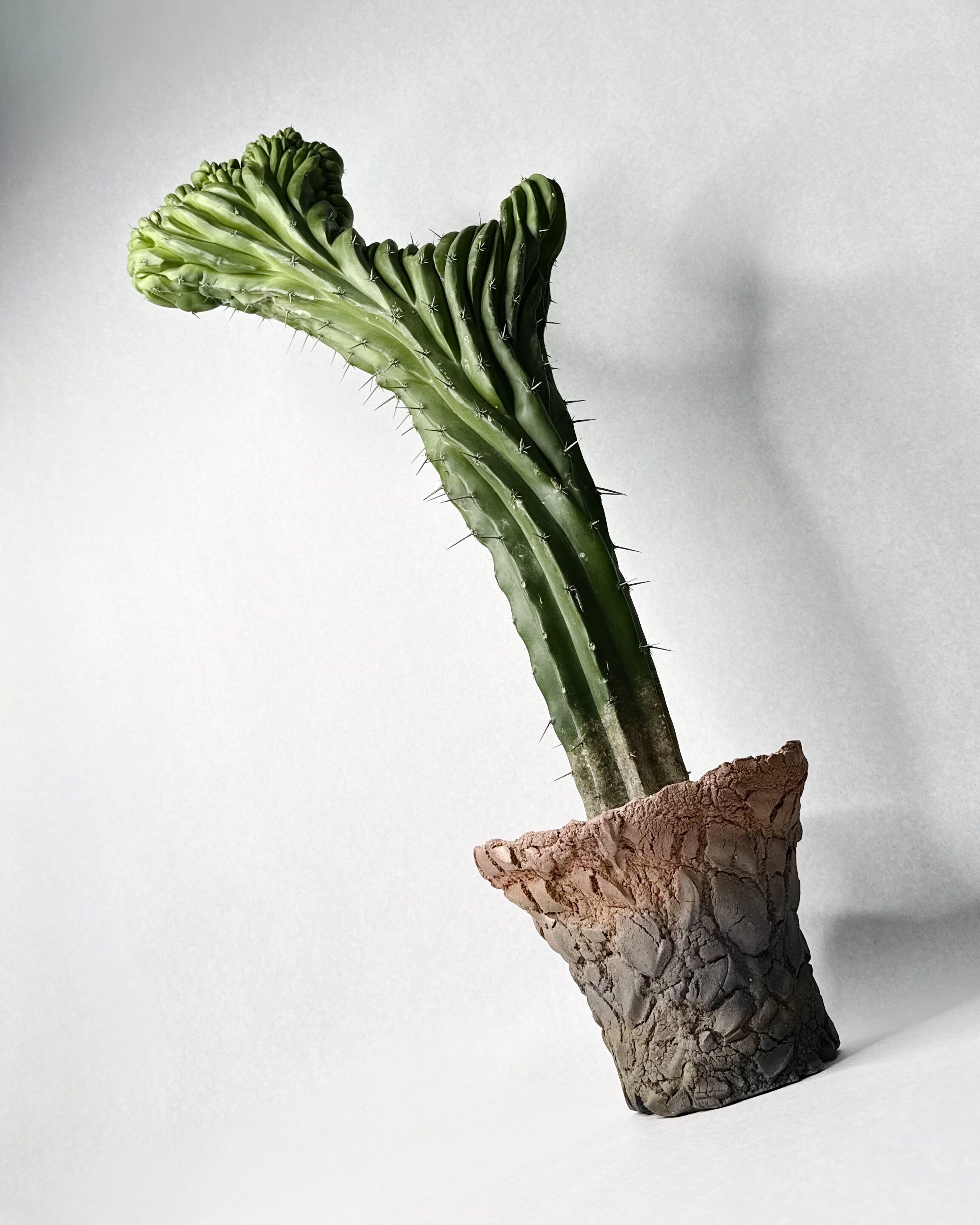 宮島將實 鉢作品 6 | t.roots