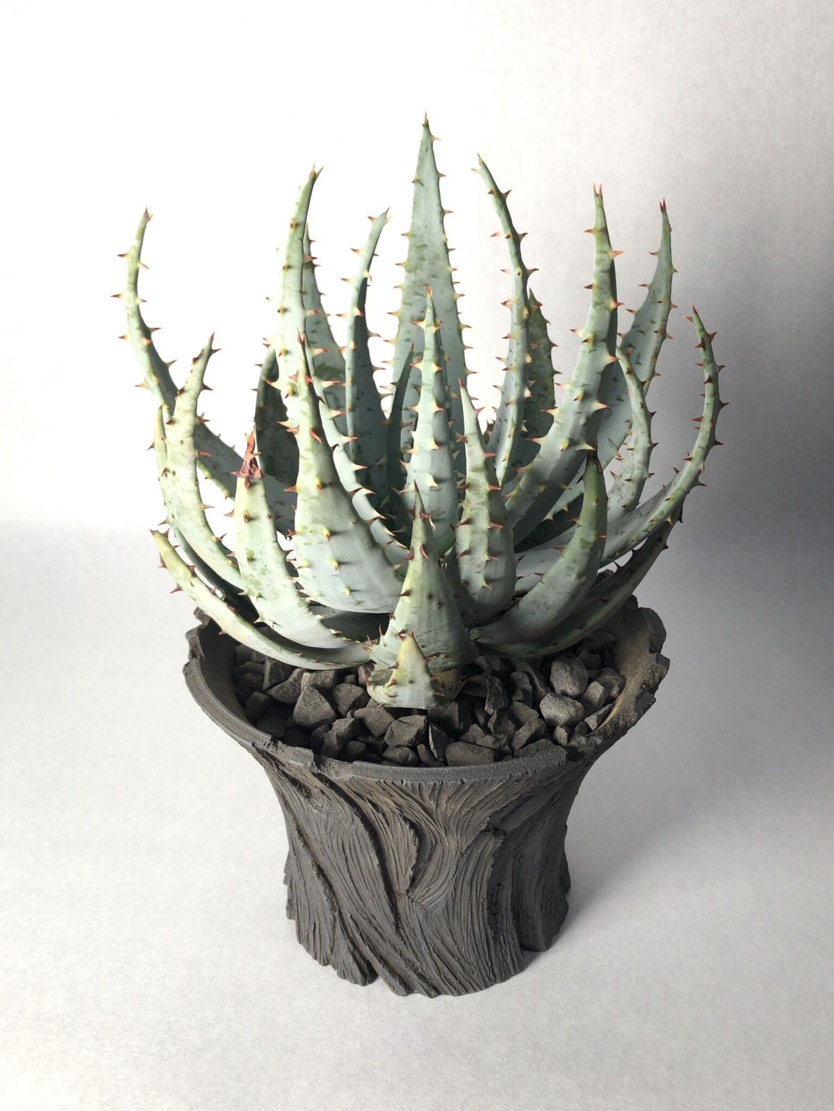 TRIGGER & KIKKO 吉光窯 限定 植木鉢 TAIJU