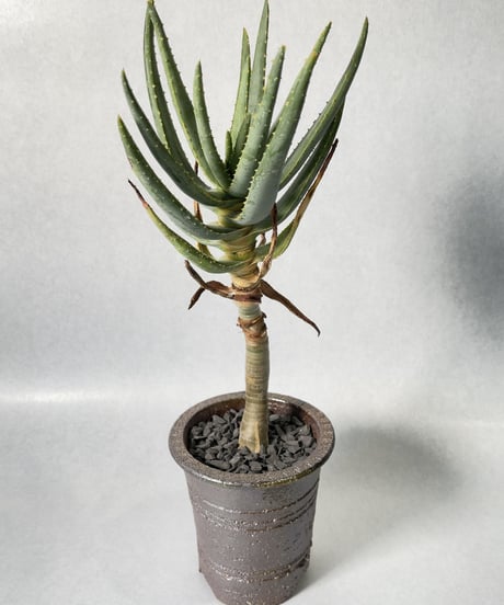 伝市窯・足付植木鉢5号(穴窯焼)