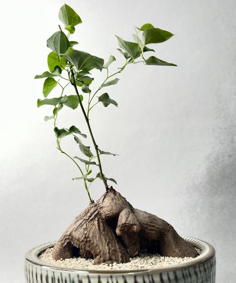 日照雨・Ｌ 2026
