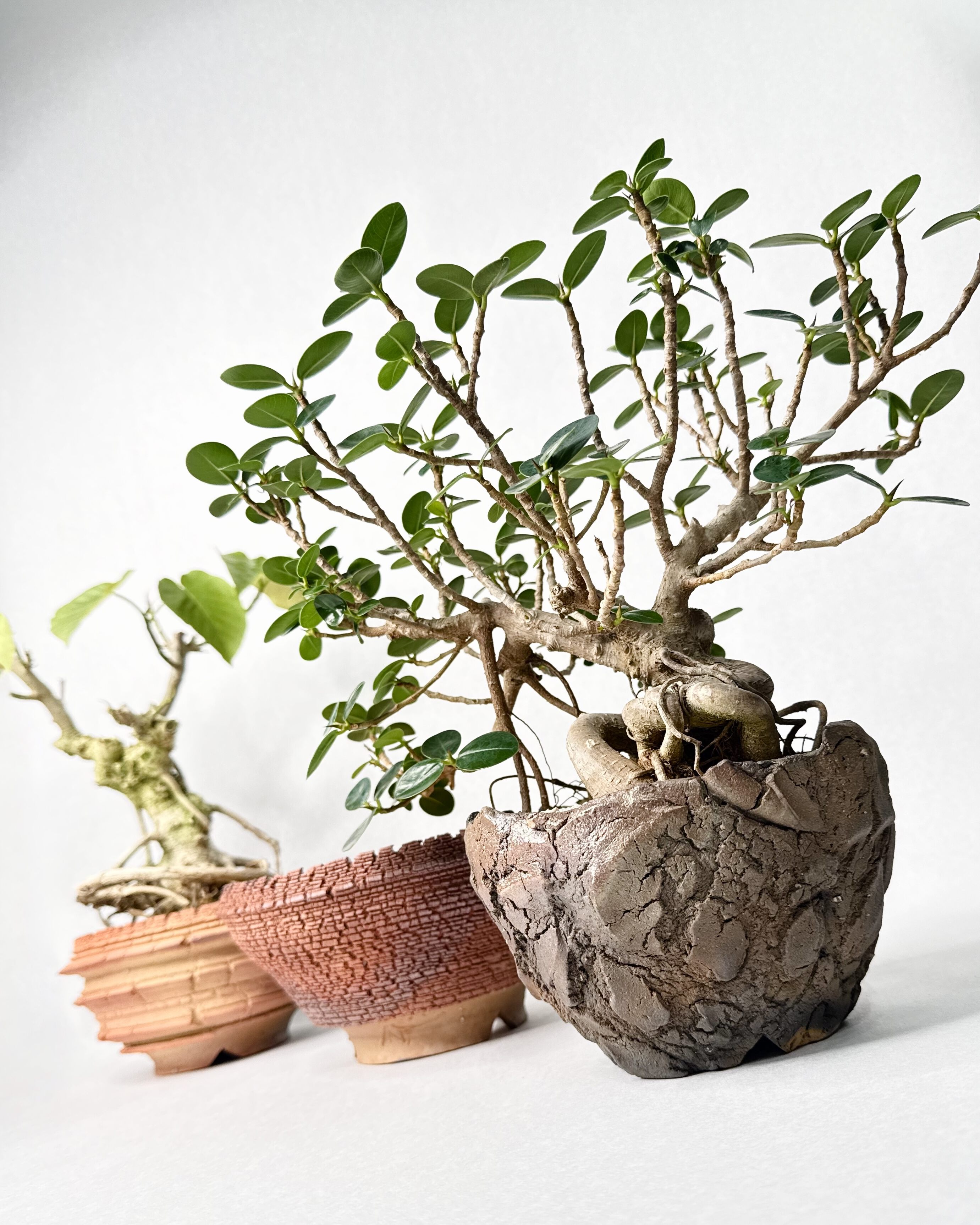 宮島將實 鉢作品 | t.roots