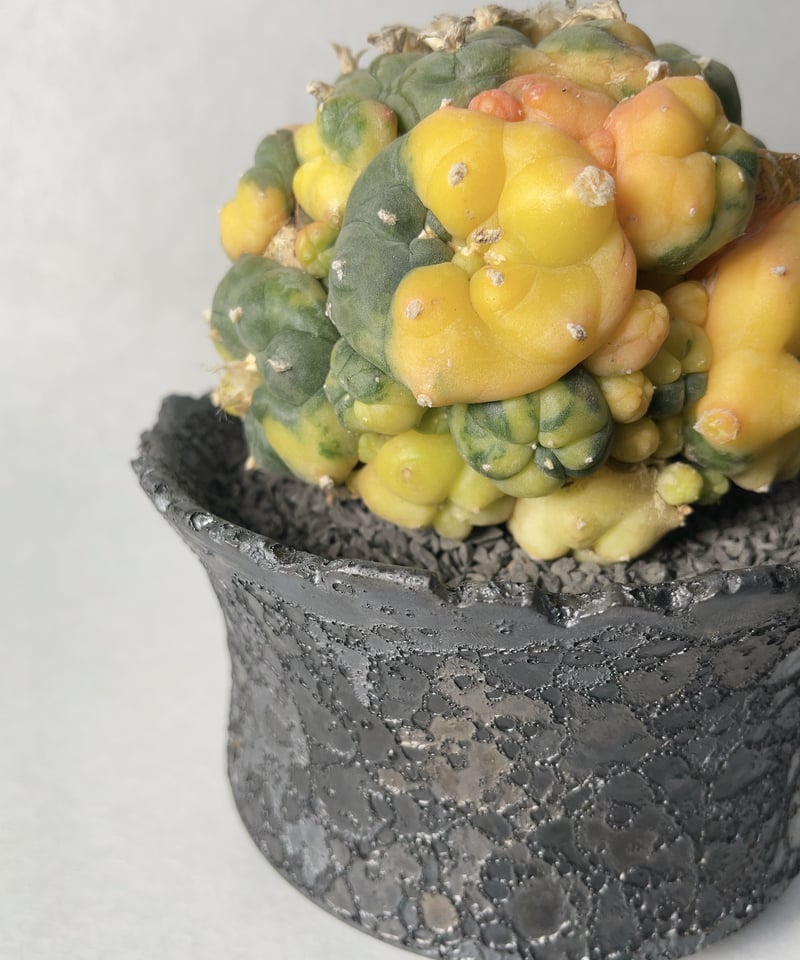 中川智治 陶器鉢 陶芸家 中川 智治さん、新作鉢入荷 | ANOTHER LOUNGE