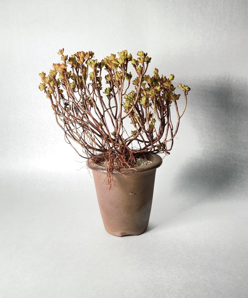 伝市鉢・型ラン4号(登り焼) | t.roots