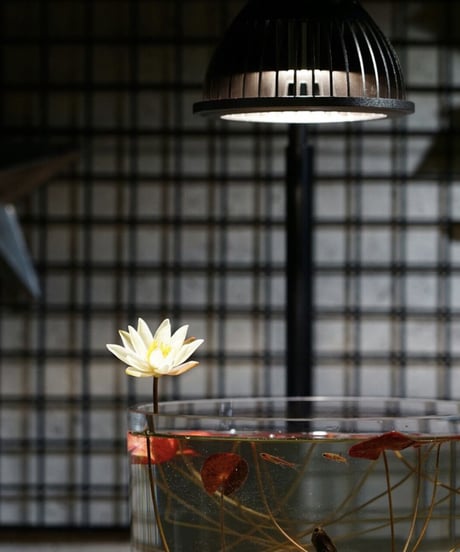 TSUKUYOMI LED 20W