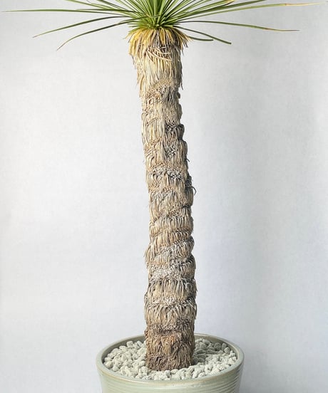 SAKAU Ash glaze・ＸＬ