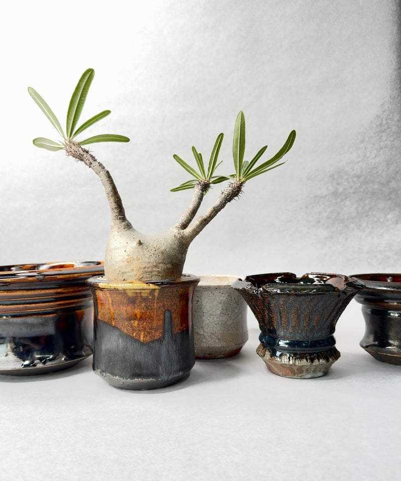 姫野翔太・飛び鉋飴釉 | t.roots