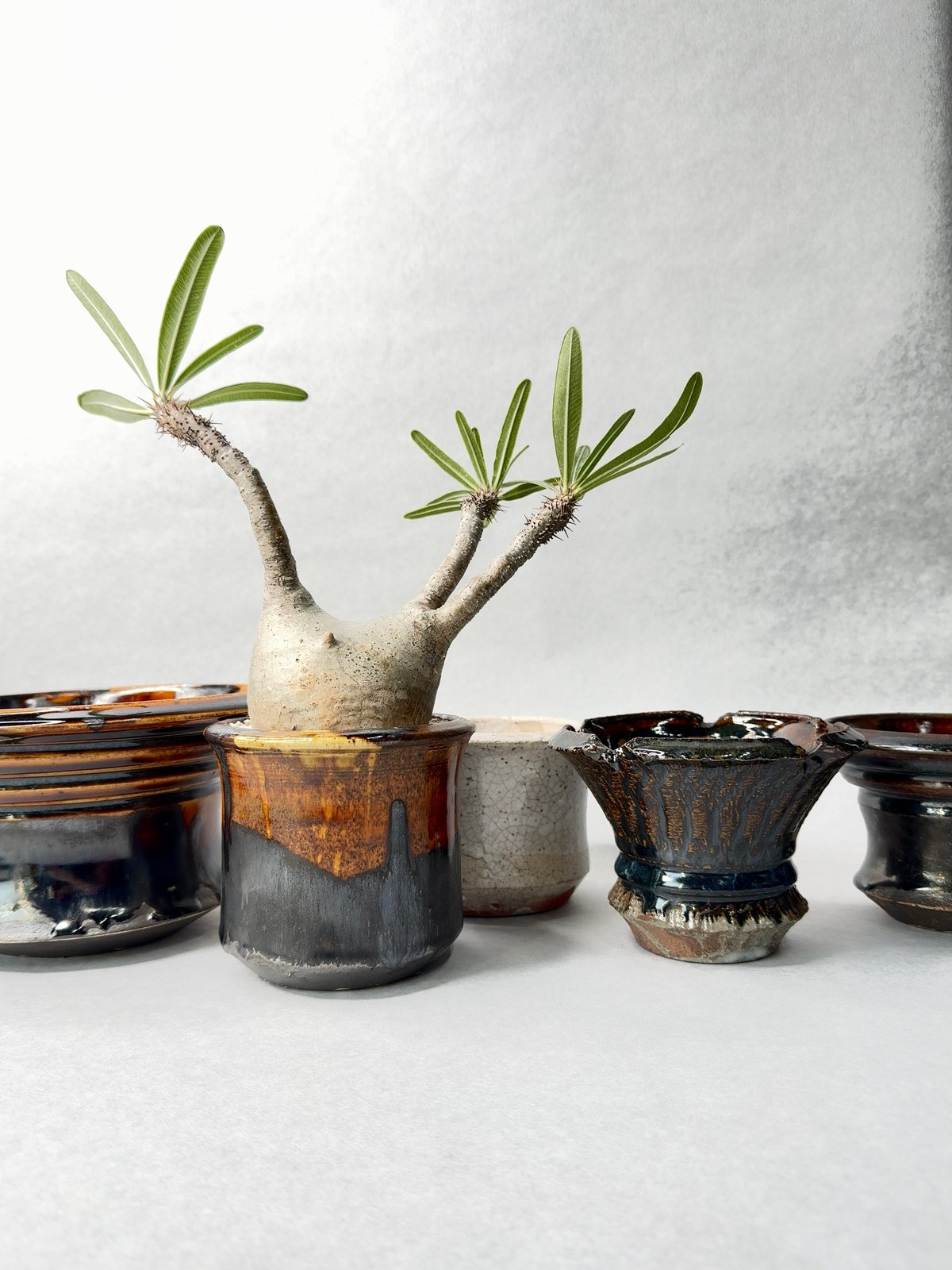 姫野翔太・飛び鉋飴釉 | t.roots