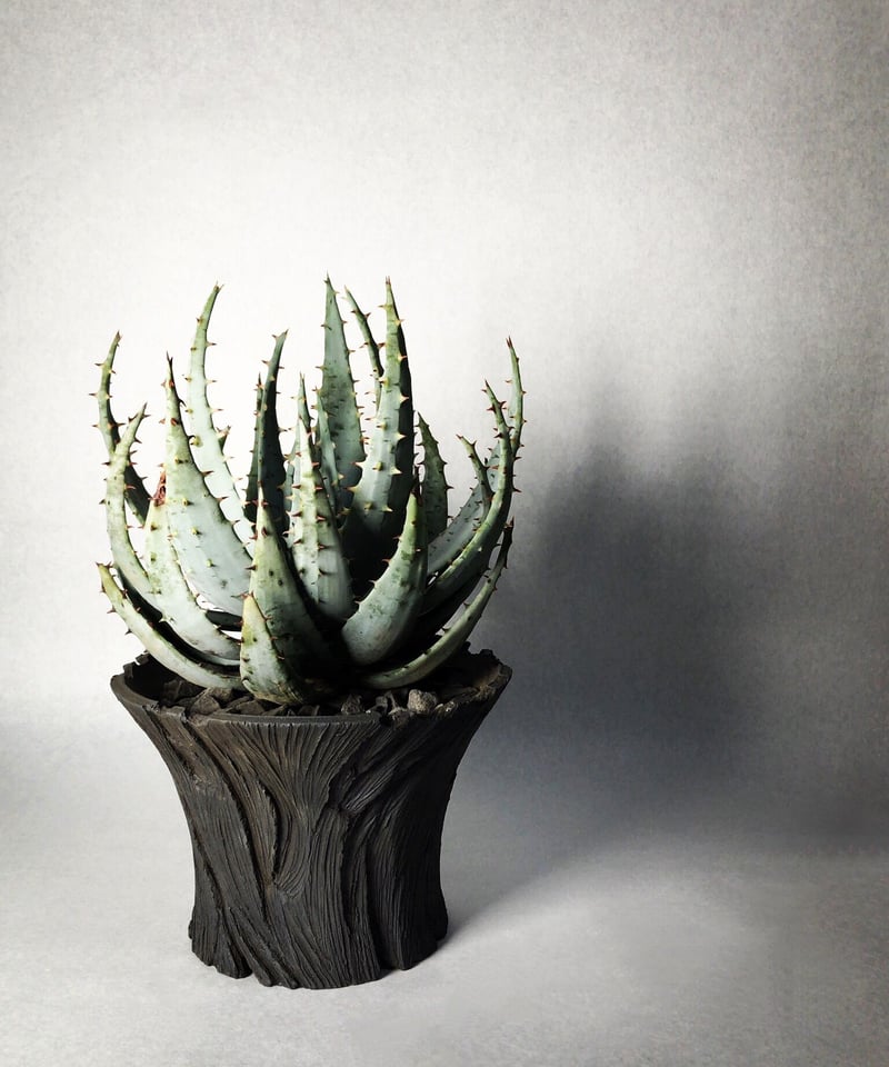 新品 TRIGGER & KIKKO 吉光窯 限定 植木鉢 TAIJU 【公式通販】