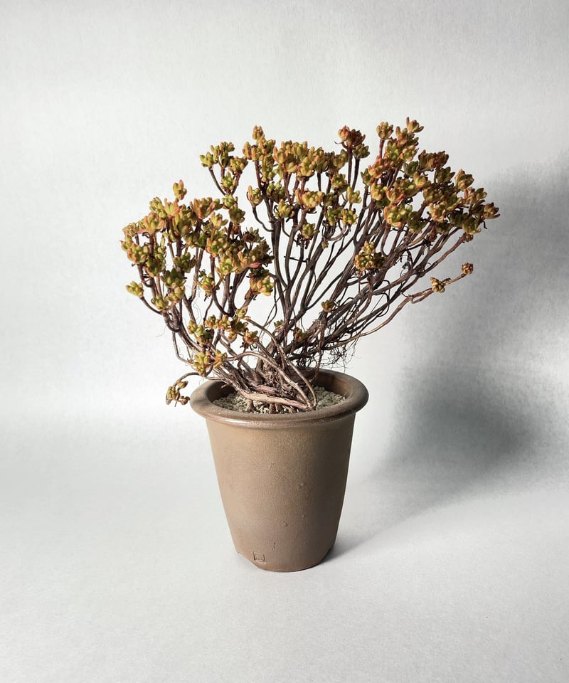 伝市鉢・型ラン4号(登り焼) | t.roots