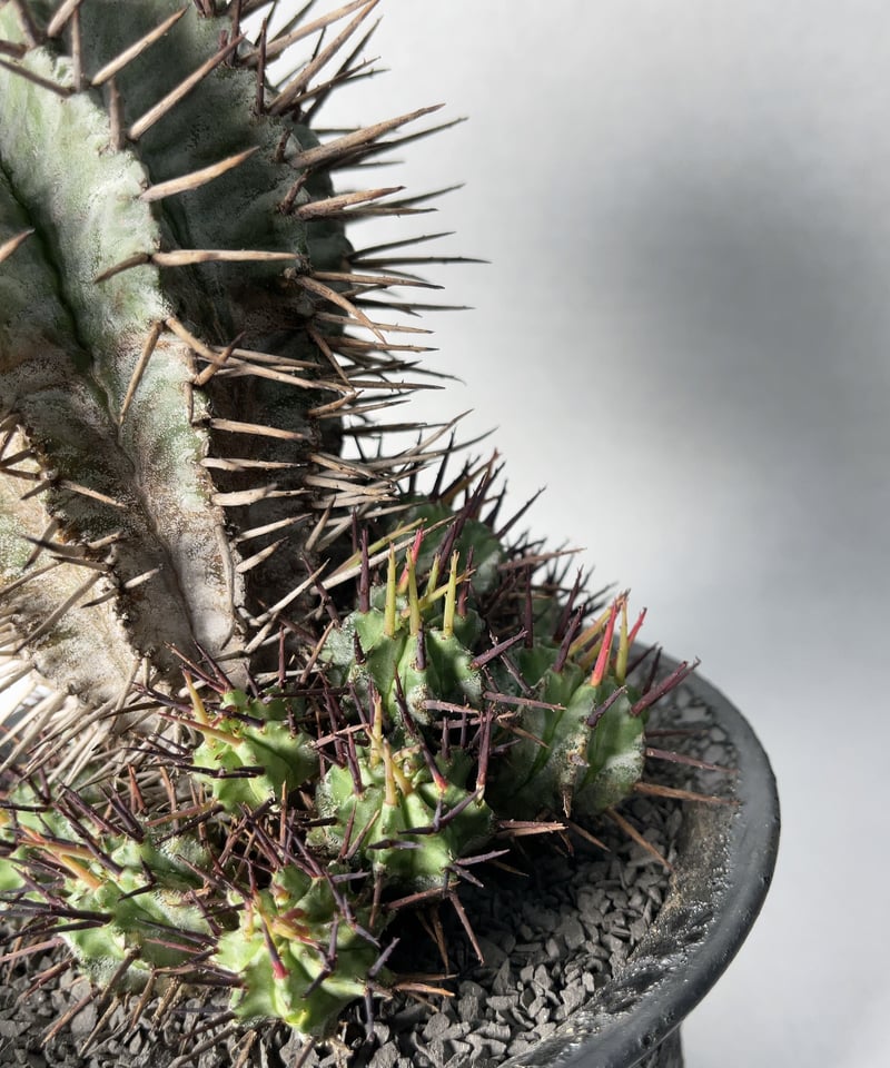 中川智治 鉢 植物鉢