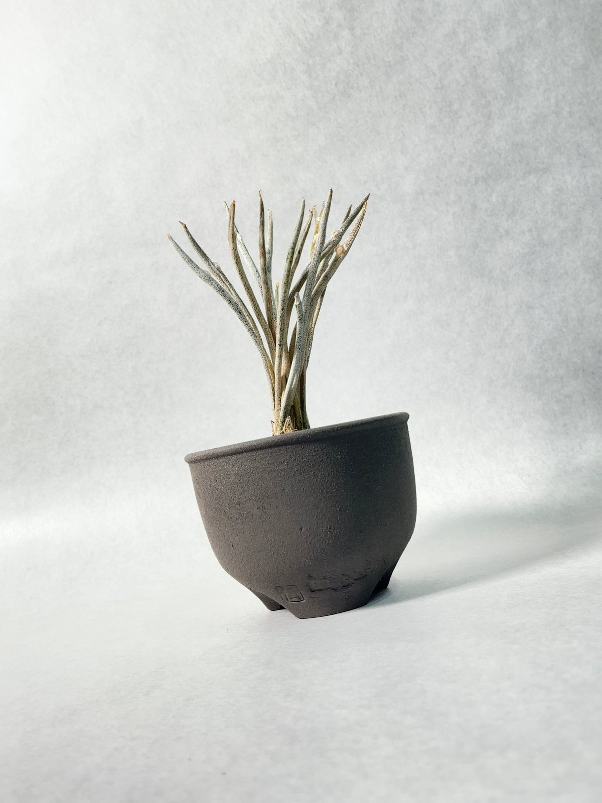 黒燻伝市鉢・S | t.roots