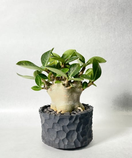 稲妻紋鉢 半筒型 黒結晶釉・Ｍ