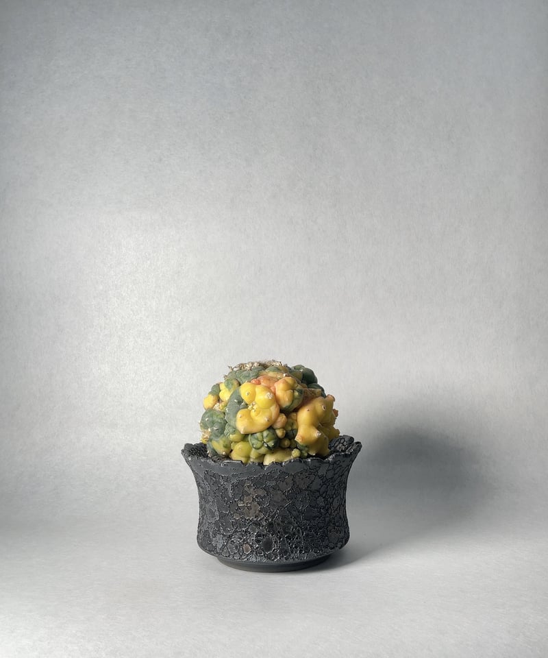 大鉢 美品 中川智治 作家鉢 植木鉢 アガベ raw life factory4