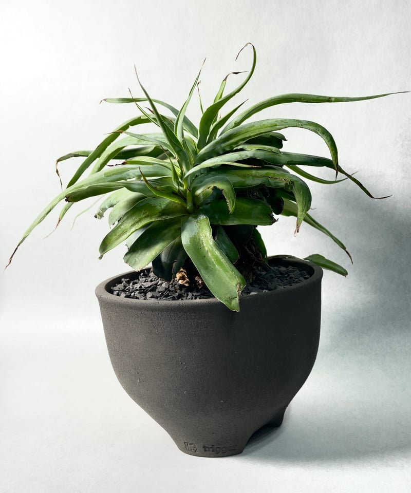 黒燻伝市鉢・L | t.roots