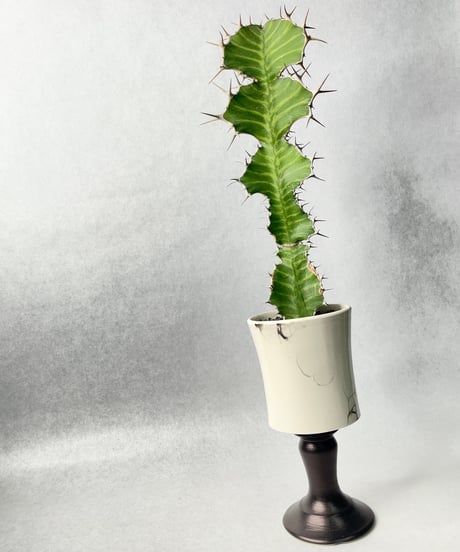 若生沙耶香・植木鉢