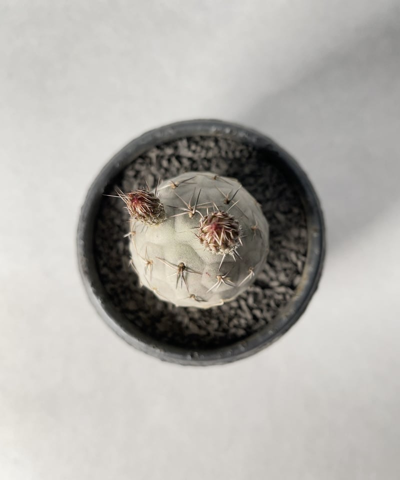 中川智治 鉢 alpha 未使用 中川智治9 | t.roots