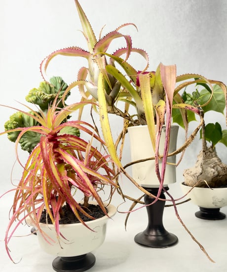 若生沙耶香・植木鉢