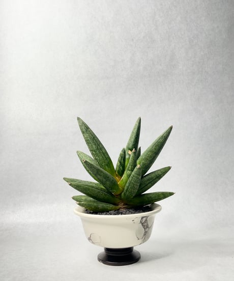 若生沙耶香・植木鉢