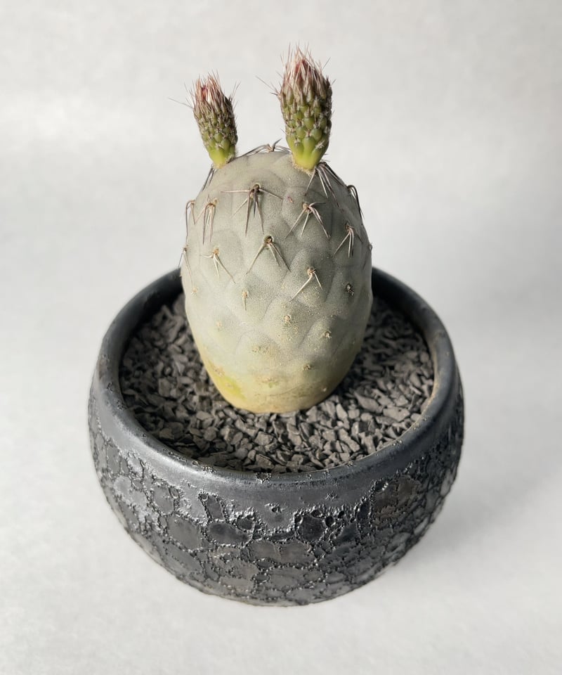 中川智治9 | t.roots