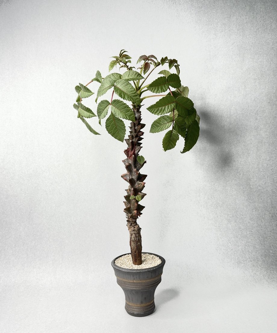6a8d612ece75b20042fba8f6
