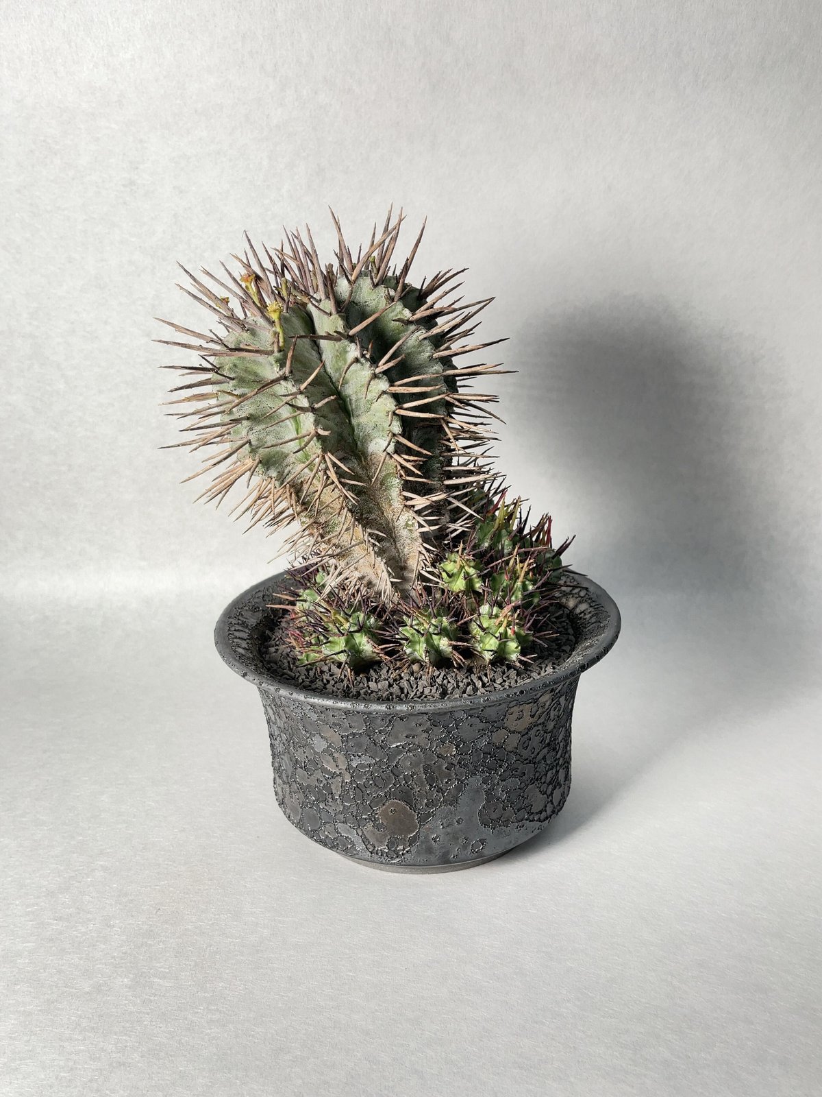 中古】中川智治植木鉢⑤ ASHFIELD LABORATORY
