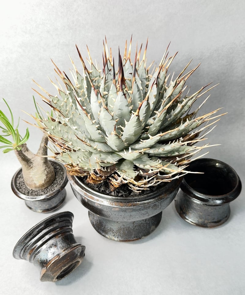 姫野翔太・BLACKSTAR Noppo | t.roots