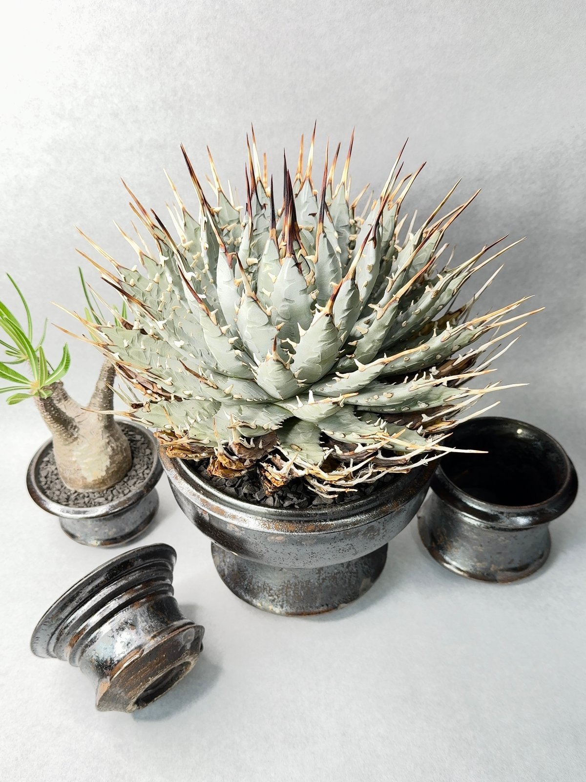 姫野翔太　植木鉢　作家鉢　3点セット 姫野翔太 植木鉢 作家鉢 3点セット