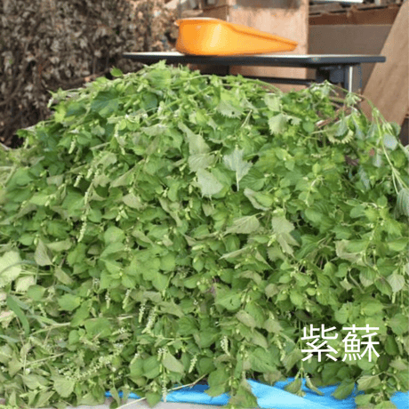 北陸精油　オーガニック「NOTOSHISO」