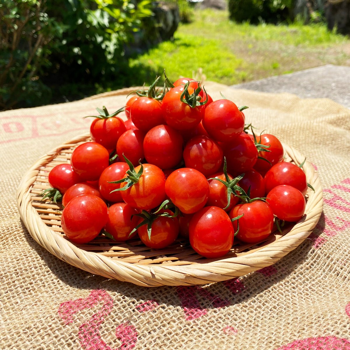 予約12月初旬から発送】艶々でピッカピカ！りぼんのトマト（プチぷよ