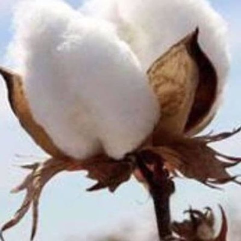 ハグコットン　古代布　Mサイズ【新品未使用】 a9ae8b8461094860431a20f55553b2