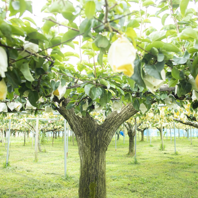 果汁たっぷりな晩生品種 日本梨【王秋】5㎏箱 | 佐藤梨園