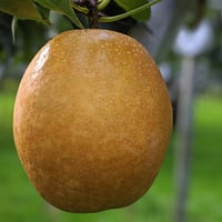 梨　王秋　15㎏　ひろこさん専用 果汁たっぷりな晩生品種 日本梨【王秋】5㎏箱 | 佐藤梨園