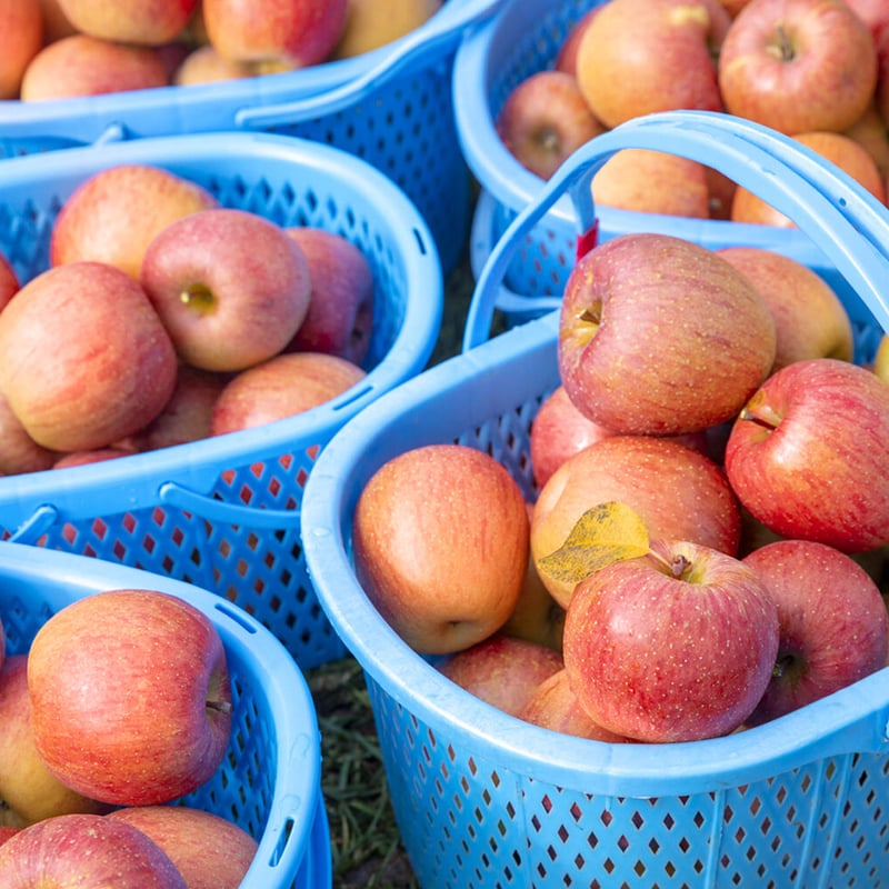 ◎11月下旬発送【自家用】サンふじ 5kg（19個前後） | りんご農家のお