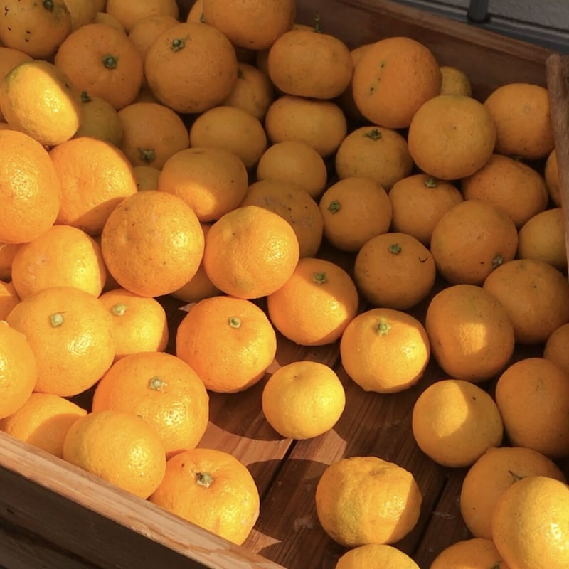 季節限定＞上勝町幻の柑橘果実「木完熟ゆこう」 1回のご購入は2KG